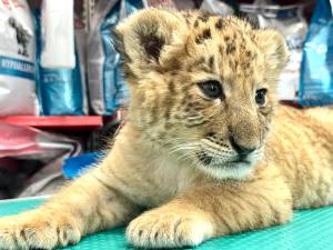 Ligrul lui Șoimaru, la o lună și jumătate are deja 4,5 kg, i-au ieșit dințișorii și nu se mai hrănește doar cu lapte