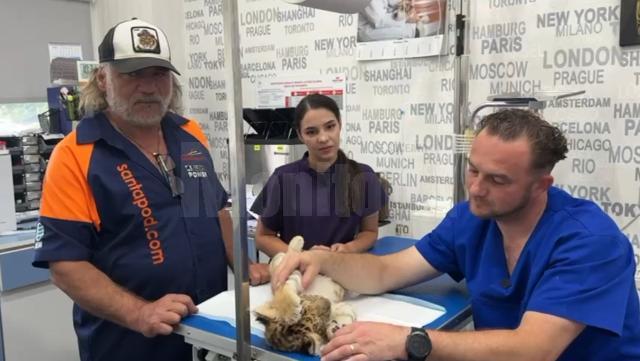 Ligrul lui Șoimaru, la controlul medical de care a trecut cu brio