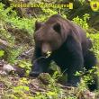 Urs impresionant surprins de silvicultorul Ionel Moroșanu la Broșteni