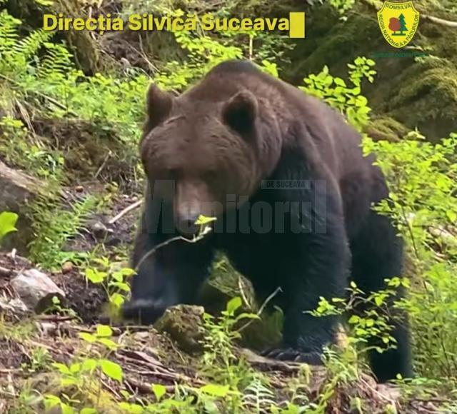 Urs impresionant surprins de silvicultorul Ionel Moroșanu la Broșteni