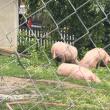 Incendiu la Bălăceana