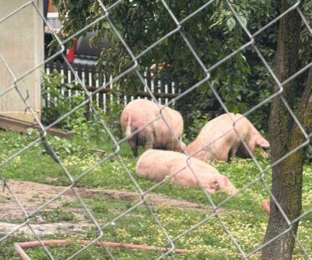 Incendiu la Bălăceana