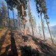 Peste 40 de pompieri militari și silvicultori s-au luptat miercuri până târziu în noapte cu un incendiu în fondul forestier la Sadova