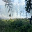 Peste 40 de pompieri militari și silvicultori s-au luptat miercuri până târziu în noapte cu un incendiu în fondul forestier la Sadova