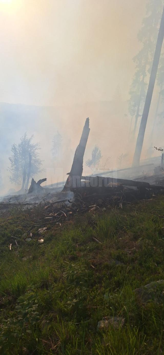 Peste 40 de pompieri militari și silvicultori s-au luptat miercuri până târziu în noapte cu un incendiu în fondul forestier la Sadova
