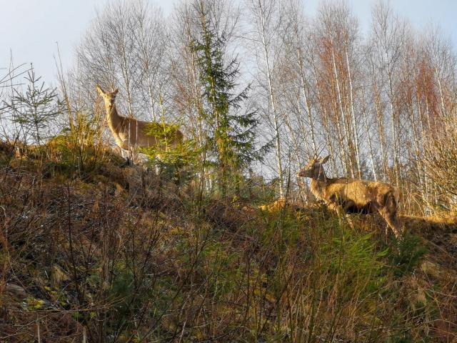 Ciute și un cerb sulițar, la Dorna Candrenilor