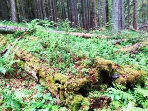 Lecție de biodiversitate dată de RNP Romsilva, cu imagini dintr-o pădure din Dorna Candrenilor