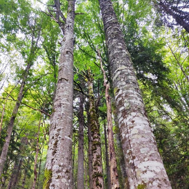 Lecție de biodiversitate dată de RNP Romsilva, cu imagini dintr-o pădure din Dorna Candrenilor