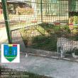 Tigru alb, la Zoo Zaharești