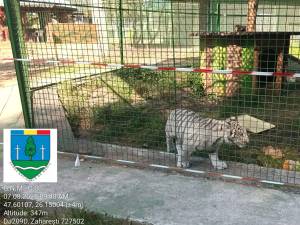 Tigru alb, la Zoo Zaharești