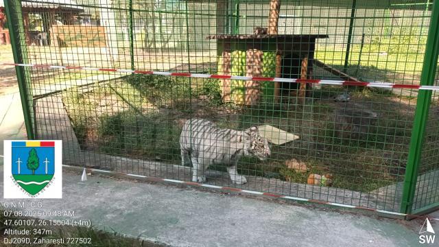 Tigru alb, la Zoo Zaharești