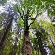 Lecție de biodiversitate dată de RNP Romsilva, cu imagini dintr-o pădure din Dorna Candrenilor