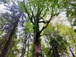 Lecție de biodiversitate dată de RNP Romsilva, cu imagini dintr-o pădure din Dorna Candrenilor
