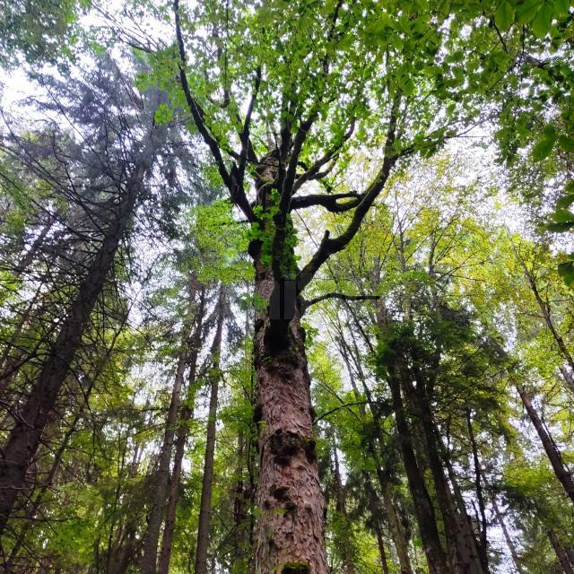 Lecție de biodiversitate dată de RNP Romsilva, cu imagini dintr-o pădure din Dorna Candrenilor