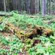 Lecție de biodiversitate dată de RNP Romsilva, cu imagini dintr-o pădure din Dorna Candrenilor