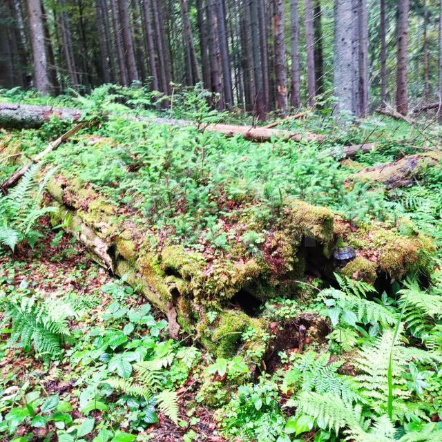 Lecție de biodiversitate dată de RNP Romsilva, cu imagini dintr-o pădure din Dorna Candrenilor