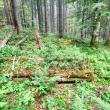 Lecție de biodiversitate dată de RNP Romsilva, cu imagini dintr-o pădure din Dorna Candrenilor