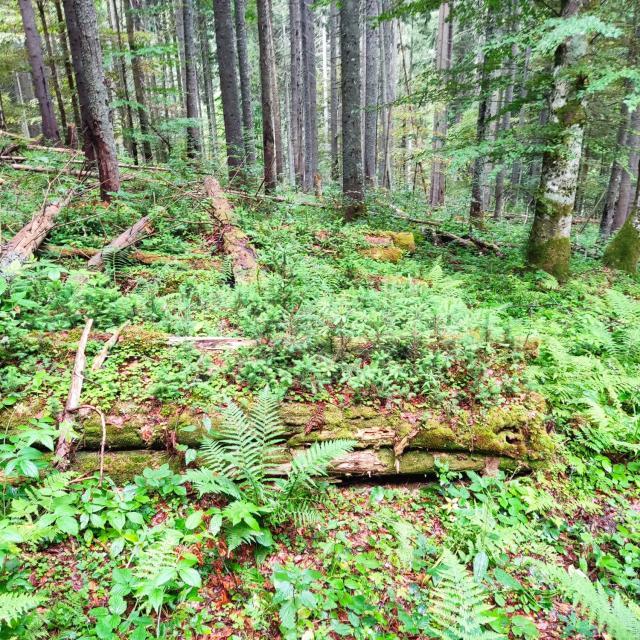 Lecție de biodiversitate dată de RNP Romsilva, cu imagini dintr-o pădure din Dorna Candrenilor