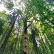 Lecție de biodiversitate dată de RNP Romsilva, cu imagini dintr-o pădure din Dorna Candrenilor
