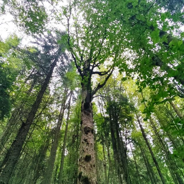 Lecție de biodiversitate dată de RNP Romsilva, cu imagini dintr-o pădure din Dorna Candrenilor