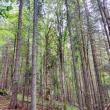Lecție de biodiversitate dată de RNP Romsilva, cu imagini dintr-o pădure din Dorna Candrenilor