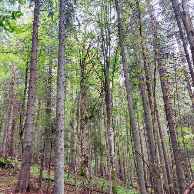 Lecție de biodiversitate dată de RNP Romsilva, cu imagini dintr-o pădure din Dorna Candrenilor