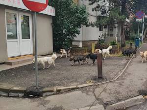Aproape 400 de câini au fost capturați anul acesta de pe străzile Sucevei, care sunt iar pline de patrupede abandonate