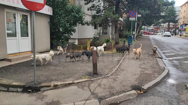 Aproape 400 de câini au fost capturați anul acesta de pe străzile Sucevei, care sunt iar pline de patrupede abandonate