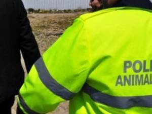 Poliția Animalelor