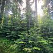 Păduri tinere, obținute prin lucrări de regenerare naturală la OS Falcău