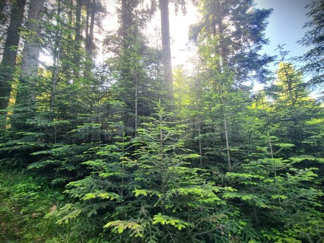 Păduri tinere, obținute prin lucrări de regenerare naturală la OS Falcău