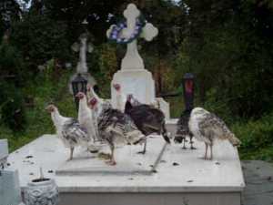 Cimitir transformat în crescătorie de păsări