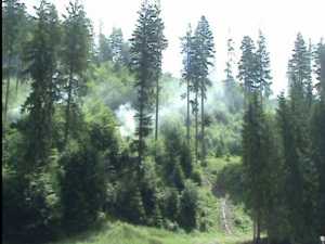 Pompieri şi silvicultori, testaţi în simularea unui incendiu la pădure