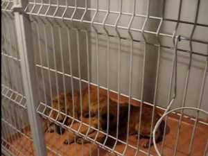 Câinii care l-ar fi atacat şi omorât pe bătrânul din Liteni, daţi spre adopţie