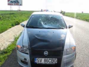 Maşină avariată de un căprior care a apărut brusc pe DN 17