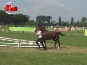 Caii pur-sânge arab, vedetele unui concurs de frumuseţe, la Rădăuţi