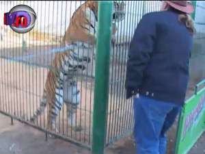 Suceveanul Dorin Şoimaru donează un tigru siberian Grădinii Zoologice din Sibiu