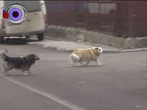 Suceava e primul oraş din ţară în care soarta câinilor vagabonzi va fi decisă de populaţie