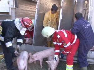 Oameni şi porci, scoşi din maşină cu echipajele de descarcerare
