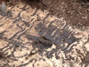 Aproape 200 de molizi din parcul Şipote, distruşi de atacul gândacilor de scoarţă