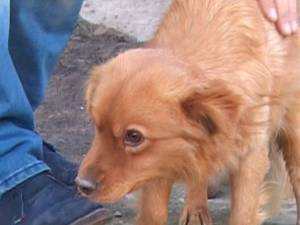Dispărut de 50 de zile de acasă, un căţel a fost descoperit în viaţă într-un tub de 1,5 metri adâncime