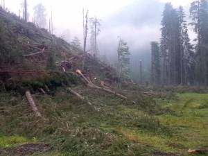 55 de hectare de pădure, culcate la pământ de o tornadă, la Ulma
