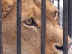 Copil de 11, rănit de o leoaică la Zoo Rădăuţi, într-un pavilion nesecurizat