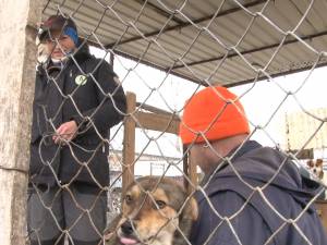 Administrarea adăpostului de câini al Sucevei va fi făcută de municipalitate cu un grup de voluntari din Germania