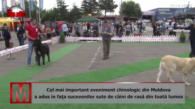 Local Cel Mai Important Eveniment Chinologic Din Moldova A Adus