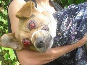 Caz şocant: câine mutilat, cu ochii scoşi