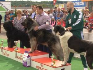 Sute de câini de rasă, admiraţi de 30.000 de spectatori, la cea de-a VIII-a ediţie a &quot;Bucovina Dog Show&quot;