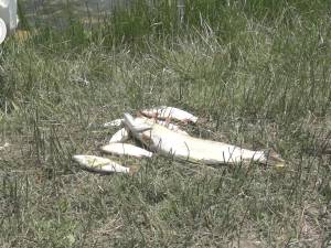 Pești morți pe o distanță de doi kilometri, pe râul Suceava, din cauza unei poluări masive