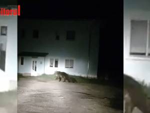 Autoritățile pregătesc o goană pentru a încerca să alunge ursoaica cu pui de la Câmpulung Moldovenesc